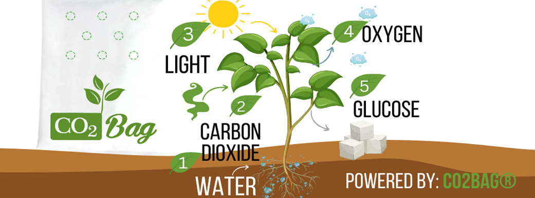 Original CO2Bag