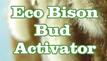 Eco Bison Bud Activator już w naszej ofercie!