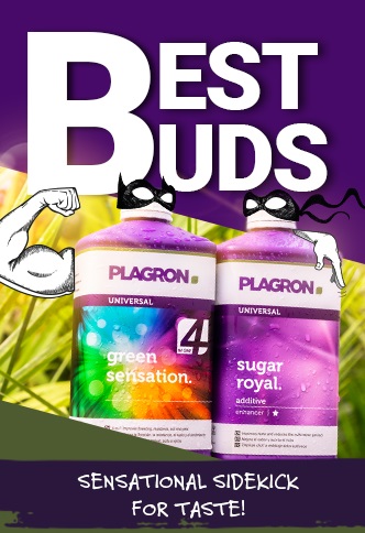 BEST BUDS - Promocja na Green Senstaion i Sugar Royal