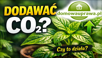 Czy CO₂ naprawdę zwiększa wzrost roślin? Łatwe metody suplementacji w uprawie