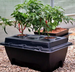 DWC OXYPOT 70L NA 2 ROŚLINY - SYSTEM HYDROPONICZNY