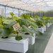 Terra Aquatica GHE AeroFlo GROWSTREAM na 10 roślin