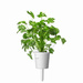 Kolendra - Click & Grow Smart Garden - 3 sztuki