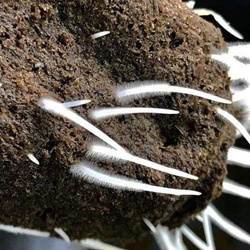 Mikoryza Great White Premium Mycorrhizae 113g – najlepsza mikoryza
