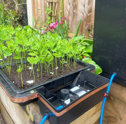 System nawadniania Autopot Tray2Grow 111x41cm - 5 różnych zastosowań