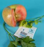 Regulatr Wilgotności z Terpenami - Integra Boost Terpene Essentials Terpinolene 62% na 15g