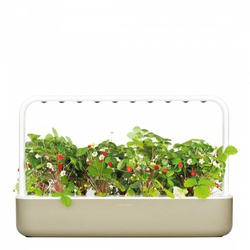 Papryka Chili - Click & Grow Smart Garden - 3 sztuki