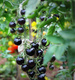 Pomidor gruntowy BLACKBALL (średnio późny) - nasiona Toraf
