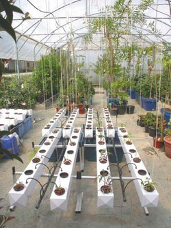 Terra Aquatica GHE AeroFlo GROWSTREAM na 10 roślin