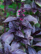 Bazylia czerwona - nasiona Toraf