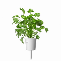 Kolendra - Click & Grow Smart Garden - 3 sztuki