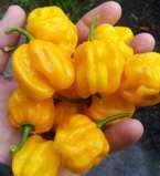 Papryka ostra Habanero Yellow