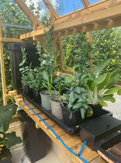 System nawadniania Autopot Tray2Grow 111x41cm - 5 różnych zastosowań