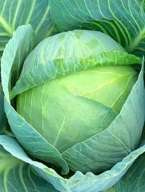 Kapusta głowiasta Express