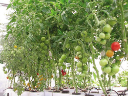 Terra Aquatica GHE AeroFlo GROWSTREAM na 10 roślin