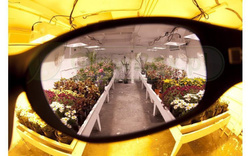 Okulary Filtrujące światło led / hps z filtrem UV