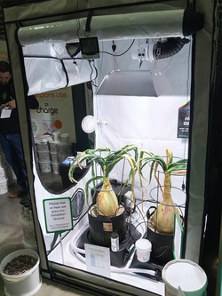 Homebox White Ambient Q120 PAR+ – profesjonalny namiot do uprawy roślin 120x120x200 cm