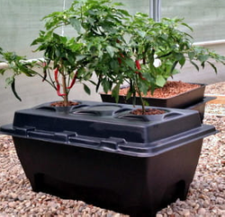 DWC OXYPOT 70L NA 2 ROŚLINY - SYSTEM HYDROPONICZNY