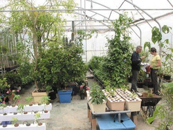 Terra Aquatica GHE AeroFlo / GROWSTREAM na 40 roślin