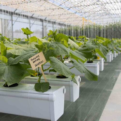 Terra Aquatica GHE AeroFlo GROWSTREAM na 10 roślin