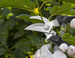 Sekator Herbgarden