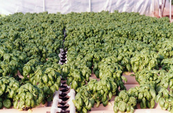 Terra Aquatica GHE AeroFlo GROWSTREAM na 10 roślin
