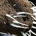 Mikoryza Great White Premium Mycorrhizae 113g – najlepsza mikoryza