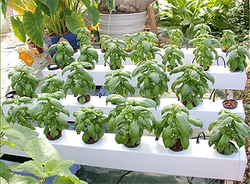 Terra Aquatica GHE AeroFlo GROWSTREAM na 10 roślin