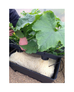 OxyPot DWC 110 L  9 roślin– kompletny system hydroponiczny 