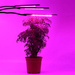 Lampka z klipsem 30W HERBGARDEN Clip grow LED Triple + pilot