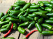 Papryka ostra Jalapeno Ruben - nasiona Toraf