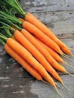 Marchew Amsterdam 3 (wczesna)