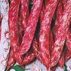 Fasola szparagowa karłowa dwubarwna Borlotto Lingua di Fuoco Nano - nasiona Toraf