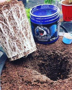 Mikoryza Great White Premium 28g – 16 grzybów mikoryzowych, bakterie, trichoderma