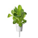 Sałata rzymska  - Click & Grow Smart Garden - 3 sztuki